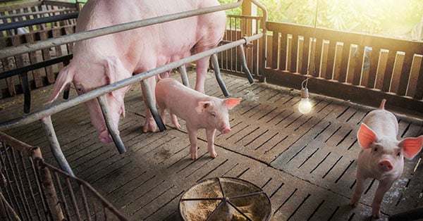 Stal Data使用LoRaWAN®监测环境条件和猪的健康状况