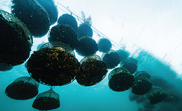 水产养殖牡蛎养殖洛万
