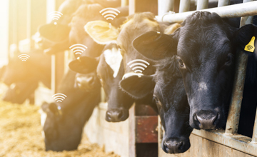 基于洛拉的智能农业的饮用牛健康追踪器