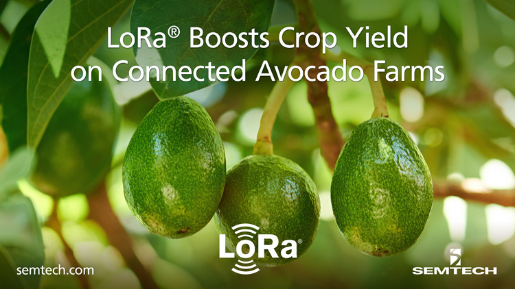 LoRa提高连接牛油果农场的作物产量