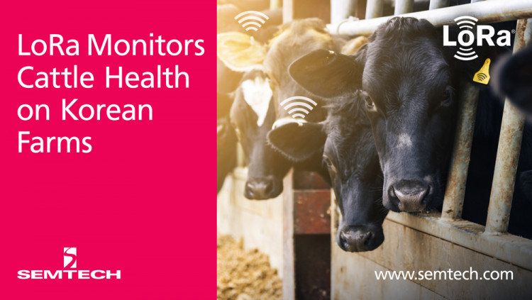 Semtech和SK电信利用LoRa技术监测牛的健康状况188bet金博宝滚球