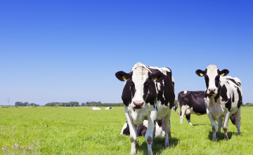支持洛拉的智能农业牛跟踪